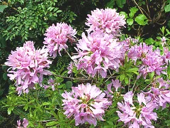 Rhododendron Orchid Lights Azalea