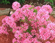 Rhododendron Rosy Lights Azalea