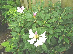Rhododendron Yaku Princess Azalea1