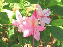 Rhododendron Weston s Lollipop Azalea