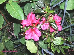 Girard s Crimson Azalea