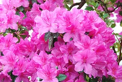 Girard s Fuchsia Azalea