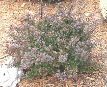 Berberis thunbergii atropupurea Crimson Pygmy