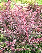 Berberis thunbergii Rosy Glow