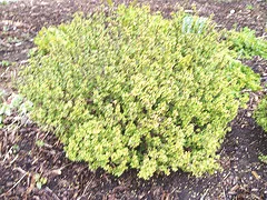 Barberis thunbergii Gold Nugget dwarf