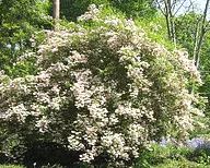 Beautybush