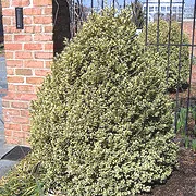 Buxus sermpervirens Aureovariegata