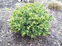 Buxus microphyllakoense Winter Gem