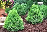 Buxus mycrophylla Green Mountain Boxwood