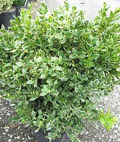 Buxus Green Velvet