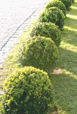 941303 evenly trimmed bushes