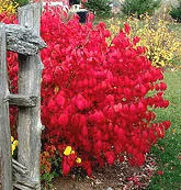 Burning Bush fall color