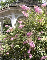Butterfly Bush