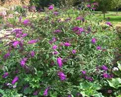 Buddlejia davidii Royal Red Butterfly Bush by the ordinary gardener