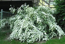 Bridal Wreath