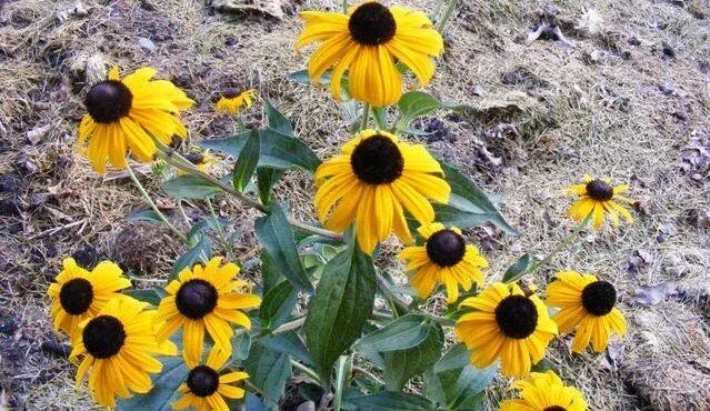 Rudbeckia fulgida 'Early Bird Gold'