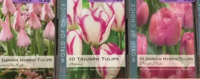 Flowering Bulbs by Midwest Gardening