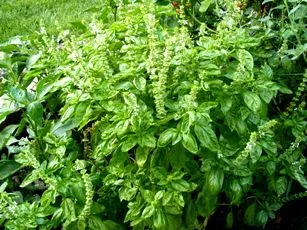 Basil by Midwest Gardening