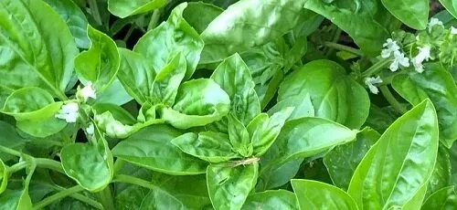 Basil plant starting to flower with small white blooms among the large green leaves