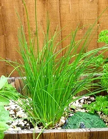 Chives by Kate