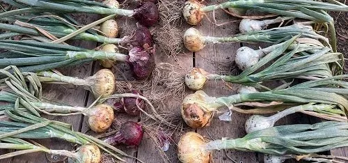 Cured onions