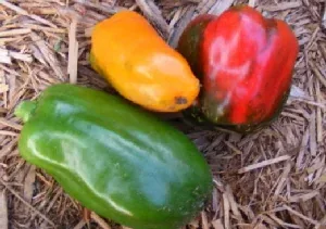Sweet Bell Peppers by Midwest Gardening