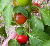 Mini Red Bell by Midwest Gardening