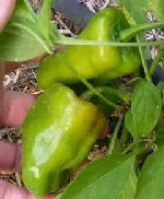Cajun Bell by Midwest Gardening
