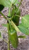 Jalapeno Pepper by Midwest Gardening