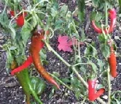 Cowhorn Pepper by Midwest Gardening