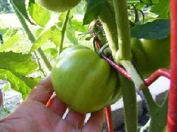 Indeterminate Heirloom Tomato by Midwest Gardening