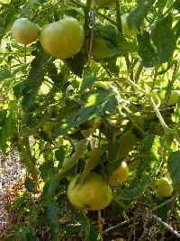 Heirloom tomatoes by Midwest Gardening