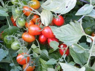 Grape Tomato by Midwest Gardening