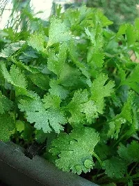 Cilantro by Michael