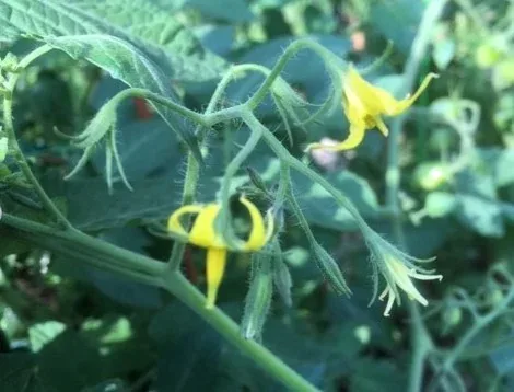 Tomato Blossom Drop by Midwest Gardening