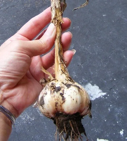 Harvest Garlic by Midwest Gardening