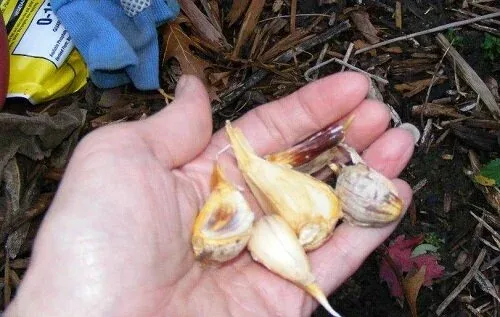 Planting Garlic by Midwest Gardening