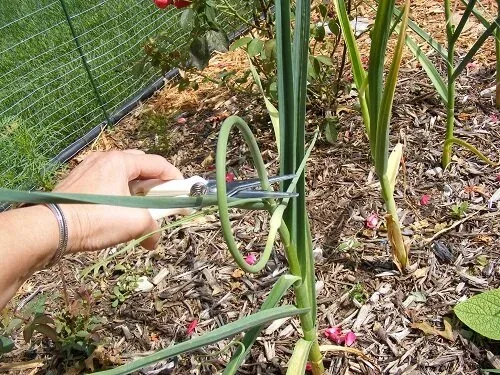 Garlic Scapes by Midwest Gardening