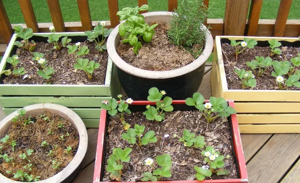 Herb Garden by Midwest Gardening