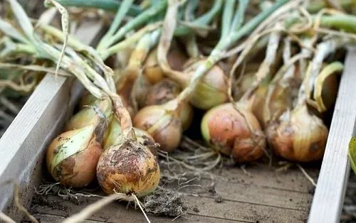 Growing onions