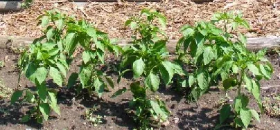 Pepper Garden by Midwest Gardening