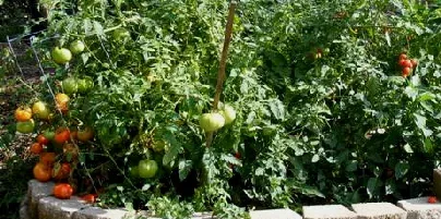 A Tomato Jungle by Midwest Gardening