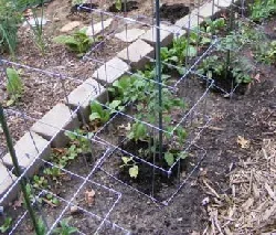Tomato spacing by Midwest Gardening