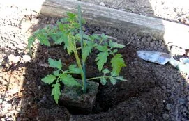 Planting Tomato by Midwest Gardening