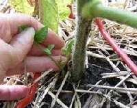 Prune tomato suckers by Midwest Gardening