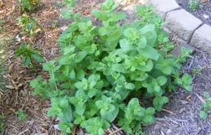 Mojito mint by Midwest Gardening