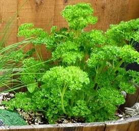 Parsley by Kate