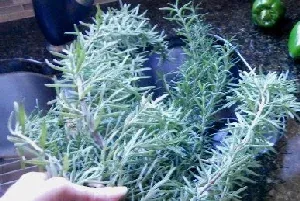 Rosemary by Midwest Gardening