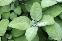 Sage by Quinn
