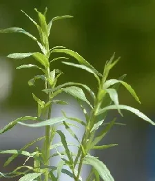 tarragon